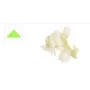 Disco rallador rabano blanco 1.3 mm